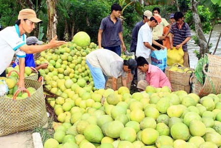 Consolidating Vietnam’s agricultural brand 5 years after joining WTO  - ảnh 2